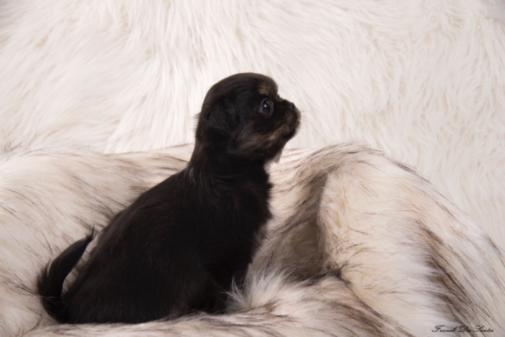 Scandal brindle black alias blacky Des Terres D’Alentejo