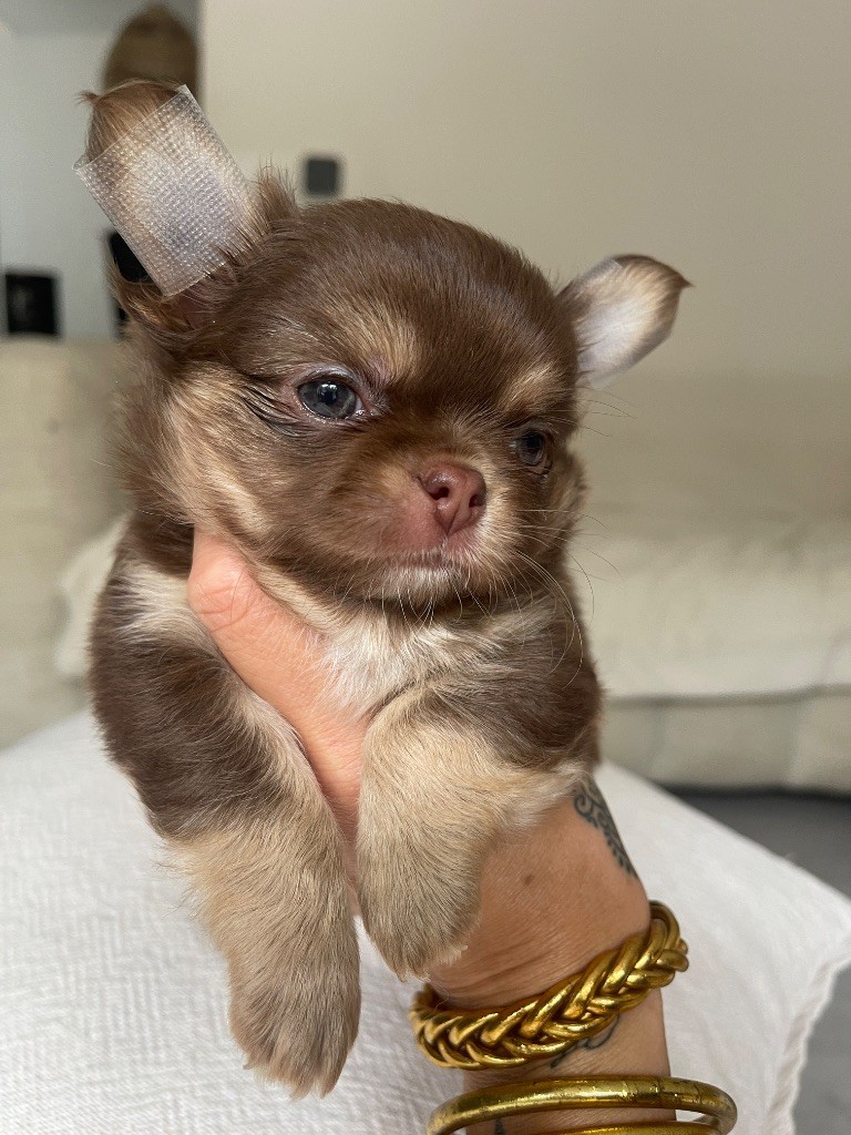 Des Terres D’Alentejo - Chiots disponibles - Chihuahua