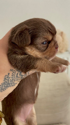 CHIOT 1